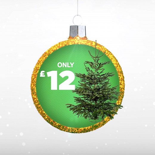 Head in store and pick up a real Nordman Fir Christmas tree for only £12. But hurry, when it’s gone, it’s gone! | Homebase