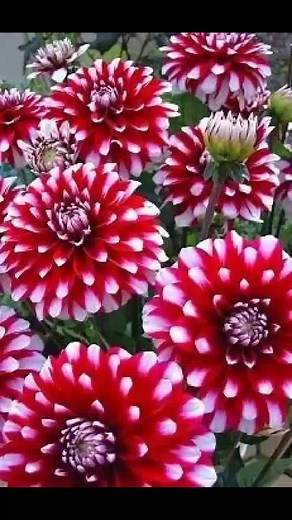 Exploring Stunning Flower Varieties in Nature