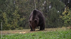 Brown bear feeding from the ground Romania Brown bear wildlife, 2022