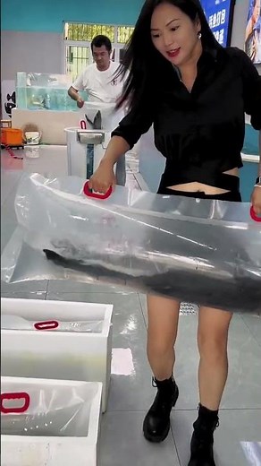 Speedy Live Fish Packing for Export .