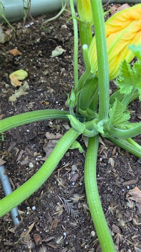 zucchini plant growing in zone 9B #gardening