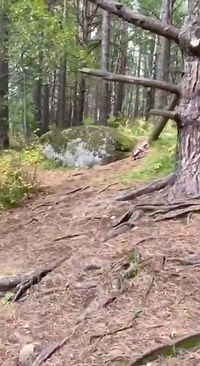 Mountain Altai 🌄 Walk along the forest trail Beauty of Altai Krai