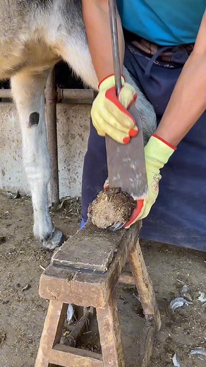 33K views · 264 reactions | The Knife Is Too Sharp, Less Than 30 Seconds, The Master Will Repair Clean丨ASMR | Donkey&Hoof | Facebook