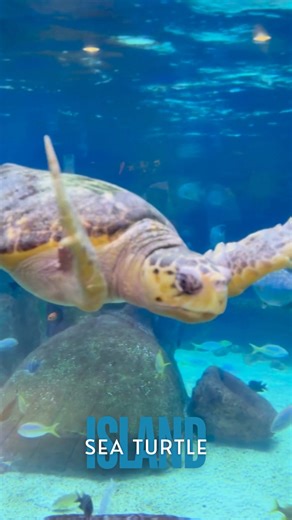 1.2K views · 16 reactions |  Dive into adventure, no wetsuit required! Make your way to Sea Turtle Island at the Oklahoma Aquarium for a day full of ocean discovery.  Meet our loggerhead turtle, Seamore, and learn how sea turtles keep the ocean healthy. Climb into the Observation Station for an up-close look at our amazing aquatic friends! Make plans to visit Oklahoma's only ocean this weekend! | Oklahoma Aquarium | Facebook