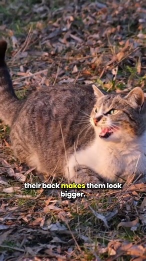 Why do Cats Arch their Backs when Scared?