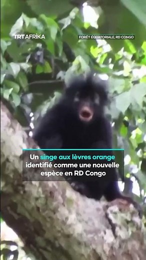 Une nouvelle espèce de singe aux lèvres oranges découverte en RDC