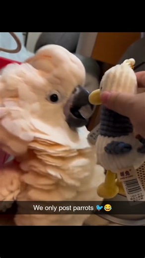 Funny Parrots Moments on Instagram: "🦜 Parrots gone wild! We only post the funniest, sassiest, and most unexpected parrot moments that'll have you squawking with laughter 😂 These birds have no filter and zero chill! #FunnyParrots #ParrotComedy #BirdsWithAttitude #TalkingBirdFails #FeatheredFools #ParrotLife #ViralBirds #ParrotLaughs #CrazyParrots #Sissy birds"