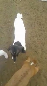 Ultimate Guidelines On How To Manage Goats During The Breeding Season...