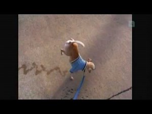 Very funny dog peeing while walking on two legs