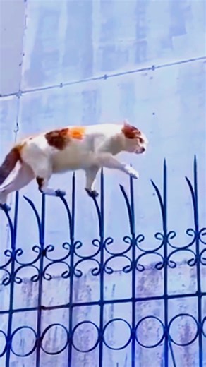 A cat walking along the top of the iron railing,moving with such composure!#petlovers #persiancat #petsofTikTok
