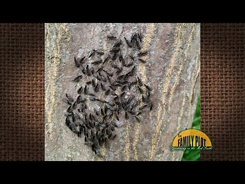 Q&A – What are these bugs gathered on my maple tree trunk?