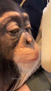 133K views · 2K reactions | Lime popsicles are the best! 襤朗 | Kody Antle | Facebook