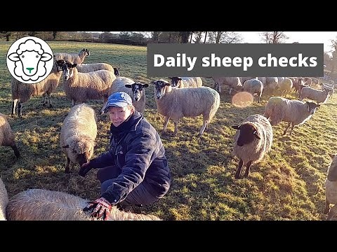 Daily sheep checks - so many sheep, only one shepherd!