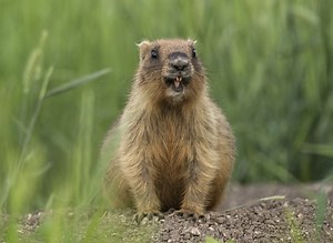 Groundhog Shot By Deputy Was For Public Safety: Report