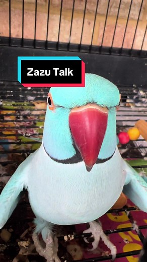 Zazu Bird Talks and Memes Compilation