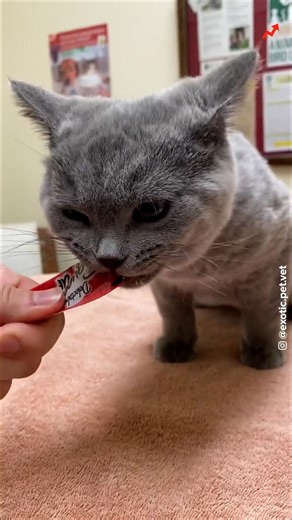 This @exotic.pet.vet is making the world a better place, one animal visit at a time! | BuzzFeed Animals