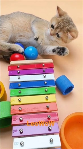 ✨ Tiny Balls, Big Sounds on the Xylophone! #cat #asmr #leo #leowow #xylophone #funny #gameplay