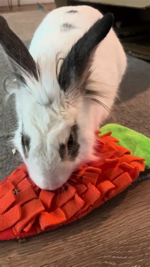 Cutest Eating Noises of Rabbits for ASMR Lovers