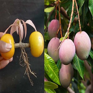 274K views · 6.4K reactions | How To Propagate Mango Tree From Cutting Using Aloe Vera Gel and Tomatoes | Ashik Muztaba | Facebook
