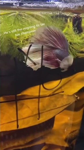 Check this betta fish is playing tic tac toe with hoomanss #cartoonhangover #toontoon #gotoon