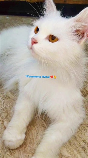 My Cute 💔 Jenny Angry 😞 With Me 🐈 #petlovers #cat #pets #cute #pawsheartchannel #youtubeshorts