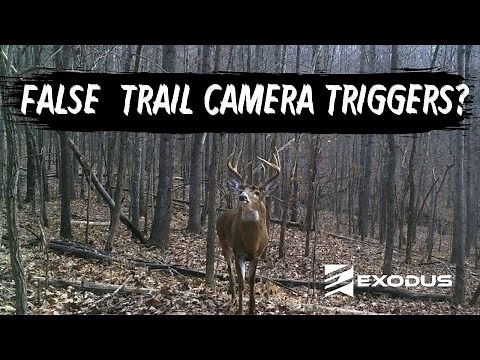 False Trail Camera Triggers? Here Could Be Why: PIR Sensor Troubleshooting