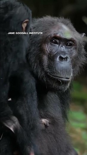 Jane Goodall, famed primatologist, anthropologist and conservationist, dead at 91