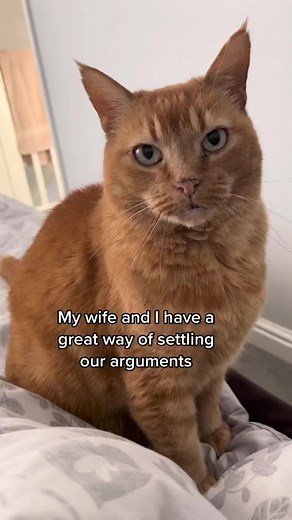 #husbandandwifecomedy #cats #catlover #funny | Gangstacats