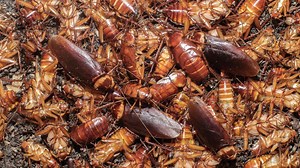 Weather patterns have spawned a plague of cockroaches and termites