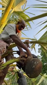 Toddy Palm Juice - The Best Natural Juice on Earth! | FoodStuff