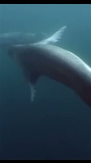 Jaws movie in the Arctic Ocean!