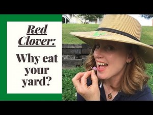 Herb How to grow and use Red Clover