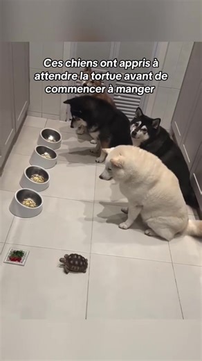 Partie 22| Méritons-nous les animaux ?#animaux #wholesome