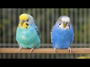 8 Hour Help Lonely Budgies to Chirp, Nature Parakeets Bird Sound
