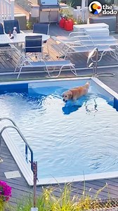 34M views · 1.1M reactions | Golden gets caught on camera sneaking into the neighbor's pool at 6am every morning  | The Dodo | Facebook