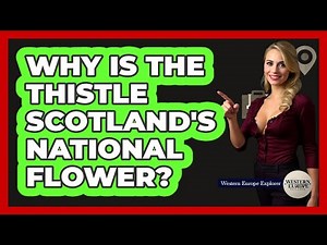 Why Is The Thistle Scotland's National Flower?