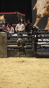462 Dolly (J&K Bucking Bulls) shocked Las Vegas yesterday afternoon with her performance resulting in a score of 90.88 points to win the Yearling Sanction Finals. She is by far the smallest animal in Las Vegas, making the trip from California, not many people knew what she was but they do now! Her efforts were worth a check for $4,668.30. Dolly is sired by SA/JC 905 (407 Buffalo Scott) and out of Z65-C, a daughter of NFR bucking bull Gray Squirrel (220 Shadow of a Doubt). 🎥 Rafter ZM Media | Bu