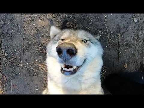 Hilarious Wolves Can't Help Being Dramatic! 🤣🐺 Funny Animal Videos 2026