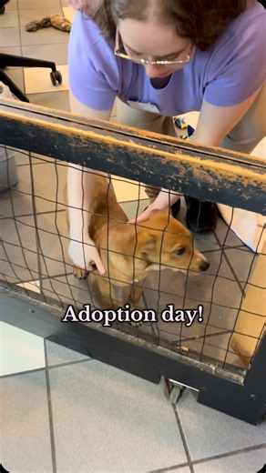 292 reactions · 11 shares | One of our puppies got adopted today! He is going to a wonderful home殺 We have so many other adorable puppies and kittens who are available for adoption! Check out the link in our bio to learn more. #adoption #puppyadoption #dogrescue #puppyrescue #animalshelter #humanesociety #humanesocietyofwestmi #viral #fypシ | Humane Society of West Michigan | Facebook