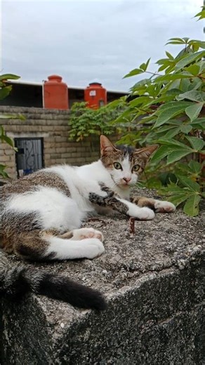 Shy Cat Being Adorable 🥺 #playfulCat #grayCat #outdoorCat #catPlaying #agileCat
