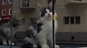 Ad of the Day: A litter of kittens meets Peugeot’s new 308 model