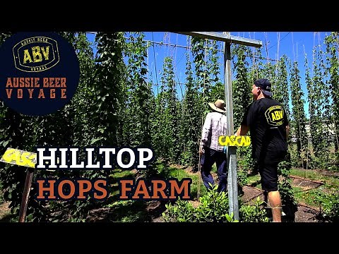 How to grow & when to pick hops!