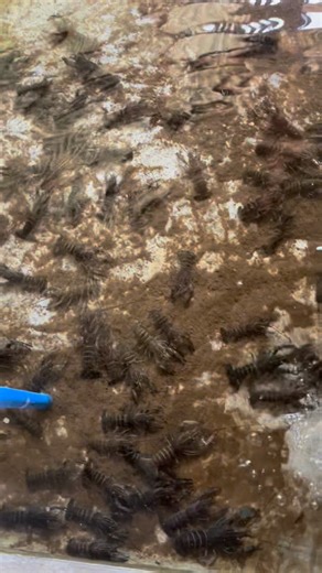 Australian Red Claw🦞Mindanao | Crayfish Polomolok