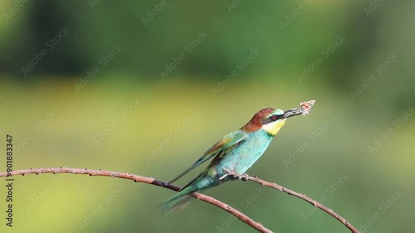 European bee-eater sits on the long thin branch, holds a butterfly in its beak, and looks toward the camera lens with an olive green background and copyspace on a sunny summer evening.