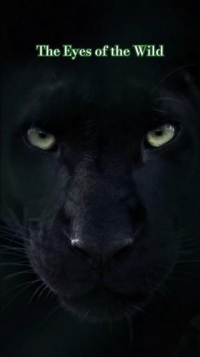 Eyes of the Wild | Close-Up Animal Gaze | #Crocodile, #Tiger, #Panther, #Lion & More #wildlife