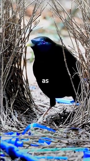 How Do Male Bowerbirds Attract Mates? #shorts
