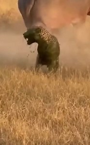 65K views · 425 reactions | El hipopótamo usó “poder de gas” — ¡súper efectivo!  | Costa Rica Ahora | Facebook