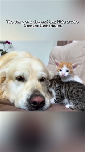 The story of a dog and tiny kittens who become best friends #rescueanimals #rescue #cat #dogandcat