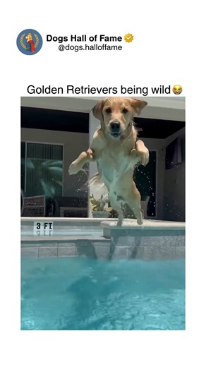 Dogs • Cute Dogs • Dog Videos on Instagram: "Golden retrievers completely shattering their wholesome family-dog reputation by going absolutely feral proving even America's sweetest breed has wild chaotic moments. These aren't gentle angels — these are unleashed chaos machines displaying mud-covered zoomies destroying pristine coats within seconds, water obsession leading to lake dives regardless of temperature, stick-carrying missions involving logs larger than their bodies, digging enthusiasms 