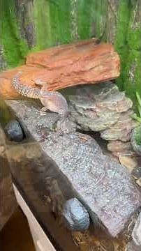 Leopard Gecko Bioactive Enclosure Build! #leopardgecko #pets #reptiles #animals #pet #reels #fyp